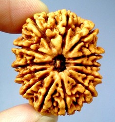 Manufacturers Exporters and Wholesale Suppliers of 13 Mukhi Rudraksha Delhi Delhi